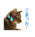うちのもずく（個別スタンプ：17）