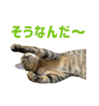 うちのもずく（個別スタンプ：19）