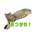 うちのもずく（個別スタンプ：23）