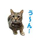 うちのもずく（個別スタンプ：24）