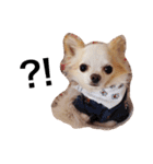 愛しのりんちゃんスタンプ（個別スタンプ：6）