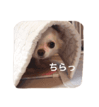 愛しのりんちゃんスタンプ（個別スタンプ：15）
