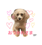 toypoodle Daily conversation（個別スタンプ：1）