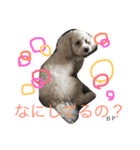toypoodle Daily conversation（個別スタンプ：2）