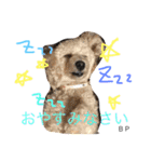 toypoodle Daily conversation（個別スタンプ：3）