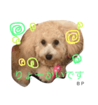 toypoodle Daily conversation（個別スタンプ：4）