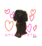 toypoodle Daily conversation（個別スタンプ：5）