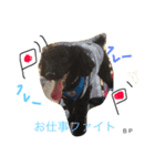 toypoodle Daily conversation（個別スタンプ：6）