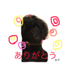 toypoodle Daily conversation（個別スタンプ：8）