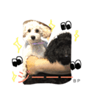 toypoodle Daily conversation（個別スタンプ：9）