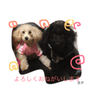 toypoodle Daily conversation（個別スタンプ：10）