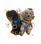 toypoodle Daily conversation（個別スタンプ：11）