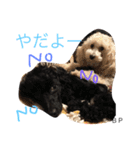 toypoodle Daily conversation（個別スタンプ：12）