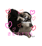 toypoodle Daily conversation（個別スタンプ：13）