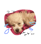 toypoodle Daily conversation（個別スタンプ：14）