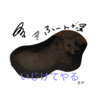 toypoodle Daily conversation（個別スタンプ：15）