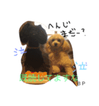 toypoodle Daily conversation（個別スタンプ：16）