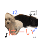 toypoodle Daily conversation（個別スタンプ：17）