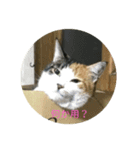 ねこもふもふ（個別スタンプ：1）