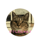 ねこもふもふ（個別スタンプ：3）