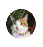 ねこもふもふ（個別スタンプ：4）