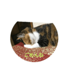ねこもふもふ（個別スタンプ：6）