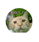ねこもふもふ（個別スタンプ：7）