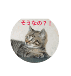 ネコもふもふ（個別スタンプ：2）
