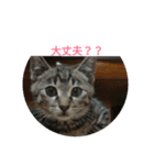 ネコもふもふ（個別スタンプ：5）