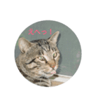 ネコもふもふ（個別スタンプ：9）