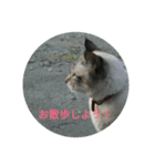 ネコもふもふ（個別スタンプ：10）