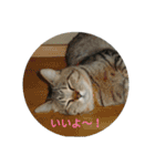 ネコもふもふ（個別スタンプ：11）