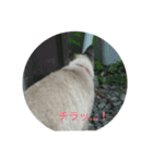 ネコもふもふ（個別スタンプ：15）