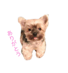 チローール（個別スタンプ：8）