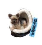 チローール（個別スタンプ：10）