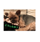 チローール（個別スタンプ：14）