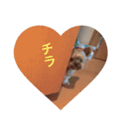 チローール（個別スタンプ：17）