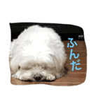 チローール（個別スタンプ：25）