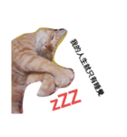 cat1234567（個別スタンプ：5）