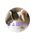 うさぎスタンプモコちゃん2（個別スタンプ：3）