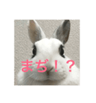 うさぎスタンプモコちゃん2（個別スタンプ：4）
