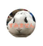 うさぎスタンプモコちゃん2（個別スタンプ：8）