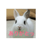 うさぎスタンプモコちゃん2（個別スタンプ：12）