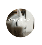 うさぎスタンプモコちゃん2（個別スタンプ：14）