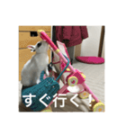 うさぎスタンプモコちゃん2（個別スタンプ：15）