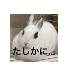 うさぎスタンプモコちゃん2（個別スタンプ：16）
