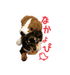 チワックスMAROくんのマロタンプ（個別スタンプ：11）