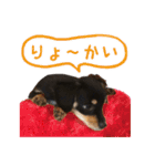 チワックスMAROくんのマロタンプ（個別スタンプ：14）