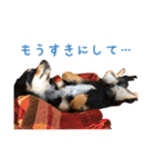 チワックスMAROくんのマロタンプ（個別スタンプ：15）