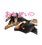 チワックスMAROくんのマロタンプ（個別スタンプ：16）